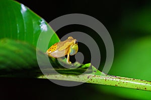 Hourglass Tree Frog (Dendropsophus ebraccatus) Costa Rica photo