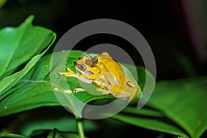 Hourglass Tree Frog (Dendropsophus ebraccatus) Costa Rica photo
