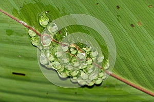 Hourglass Tree Frog (Dendropsophus ebraccatus) eggs under a leaf, in Costa Rica photo