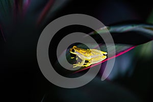 Hourglass Tree Frog (Dendropsophus ebraccatus) Costa Rica photo