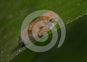 Hourglass treefrog Dendropsophus ebraccatus metamorph between tadpole and frog photo