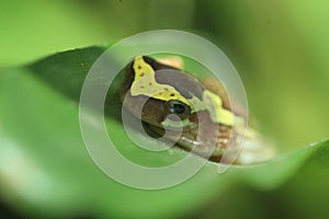 Hourglass treefrog
