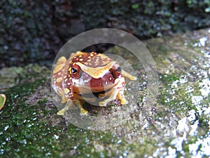 Hourglass Treefrog photo