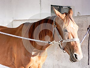 The hours in stabling