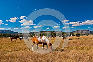 Hourses enjoying the peace in Yellowstone