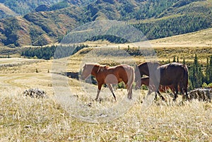 Hourses in the Kurai steppe with the Altay mountains on a background