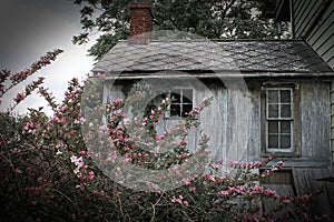 House at abandoned farm with pink flowers