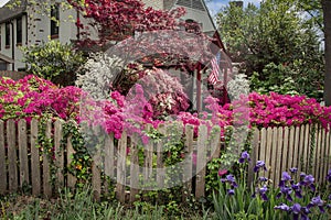 House with American flag surrounded by lush flowers and trees including pink azaleas and rustic picket fence with vines and purple