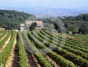 House amid vineyard in the Luberon