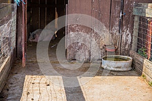 House animal. The pig leep in house. Village life