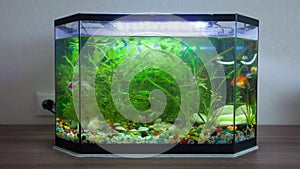 House aquarium with fishes