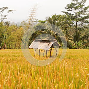 House around the ricefield