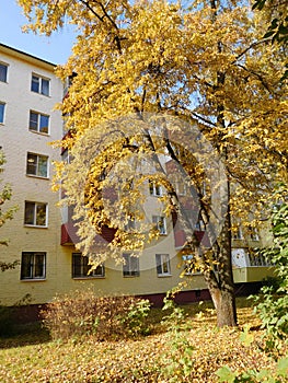 House in autumn, cityscape, tree in front of the house