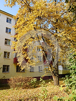 House in autumn, cityscape, tree in front of the house