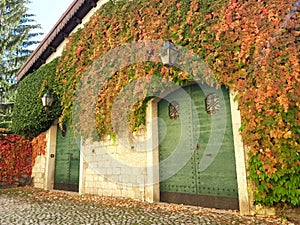 House in autumn, a lot of leaves with hot colours, yellow, red and orange