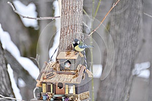 House-bird feeder in the forest