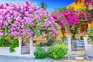 House with bougainvillea