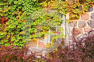 House with brick wall, wooden windows and wild grapes