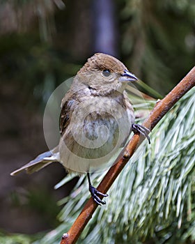 House Brown Sparrow Photo and Image. Close-up perched on a branch with a blur background in its environment and habita