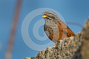 House bunting - Emberiza sahari  passerine bird in the bunting family Emberizidae, resident breeder of dry country from north- photo