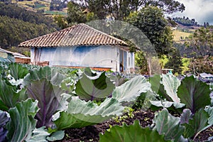 A house with cabbages in Obonuco - NariÃÂ±o photo