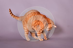 House cat actively playing with popcorn seed in studio portrait