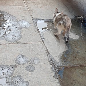 House cat drinking water spred on the ground tiles. photo
