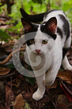 The house cat, or Felis catus, is a popular pet and a member of the Felidae family