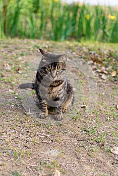 House cat on ground outdoors