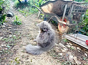 house cat playing in the backyard