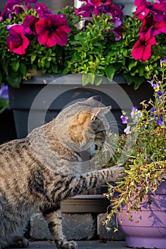 House cat playing with plants iour garden