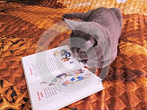 House cat reading a book. Funny animals, situations.