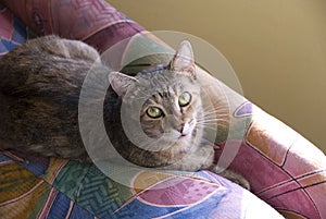 House Cat Resting on a Colorful Chair