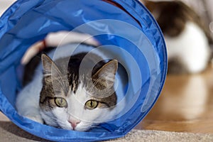 House cat sitting and playing inside the cat tunnel toy.