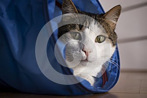 House cat sitting and playing inside the cat tunnel toy.