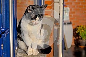 House cat sitting on a window still in the sun