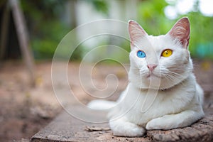 House cat, Thai odd eye species with blue and yellow eyes