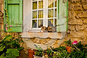 House Cat on Window Sill