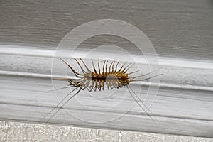 House centipede on the ceiling in the house