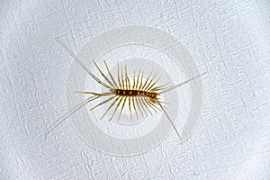 House centipede on the ceiling in the house