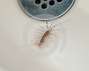 House centipede