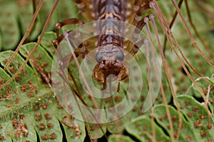 The House Centipede - Scutigera coleoptrata