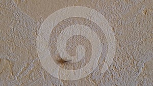 House centipede Scutigera coleoptrata running along wall in room.