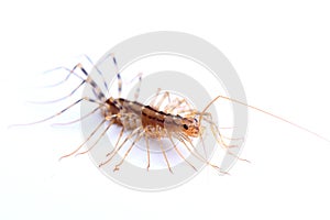 house centipede (Scutigera coleoptrata) on white