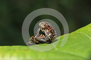 House Chafer Protaetia acuminata Mating on Leaf photo