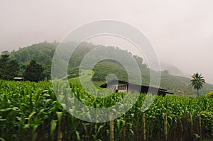 House in cornfield