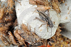 House Cricket