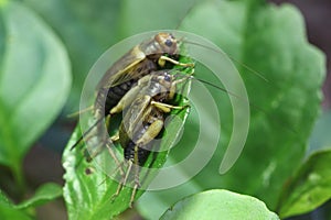 House cricket (Acheta domestica).