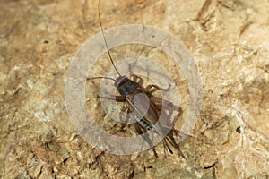 House cricket (Acheta domestica).