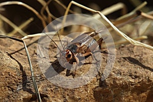 House cricket (Acheta domestica).